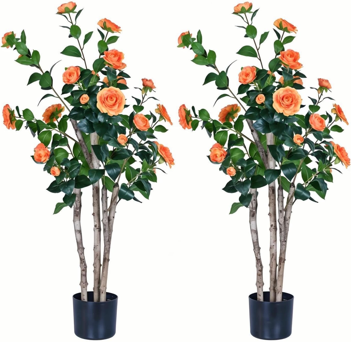 2-Pack Camellia Trees