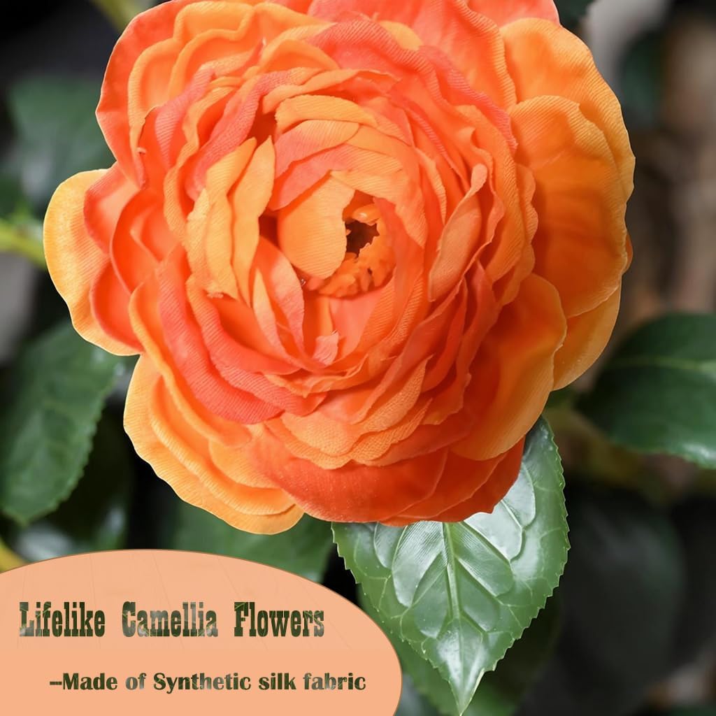 2-Pack Camellia Trees
