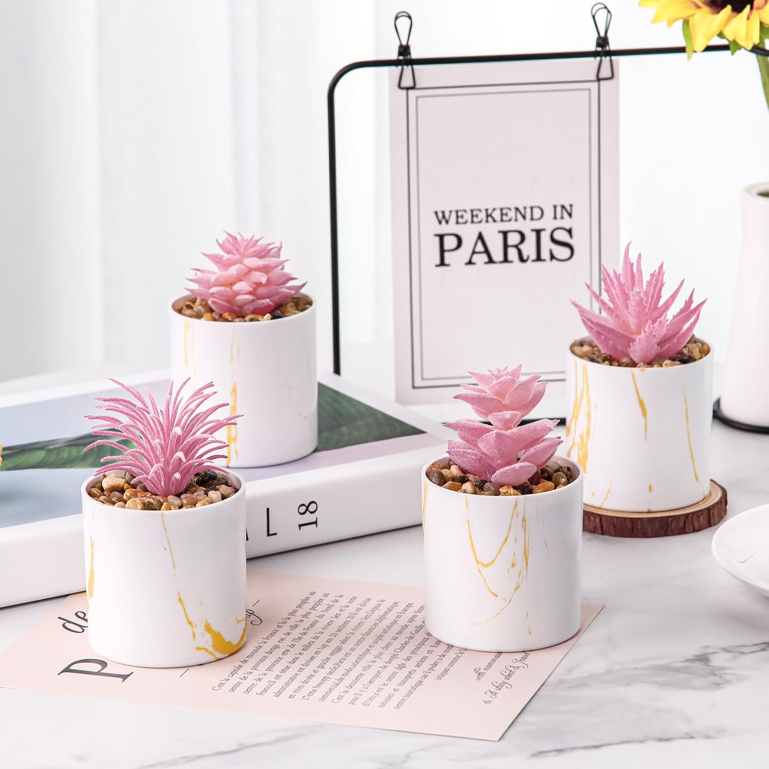 4-Pack Small Potted Succulent Plants