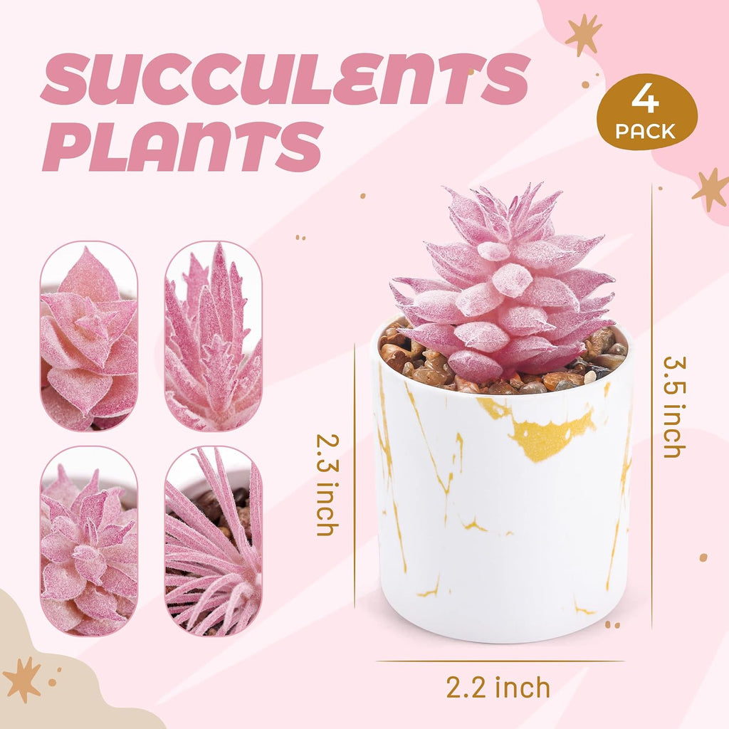 4-Pack Small Potted Succulent Plants