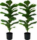 2-Pack Fiddle Leaf Fig Tree