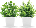 2-Pack Small Potted Plants