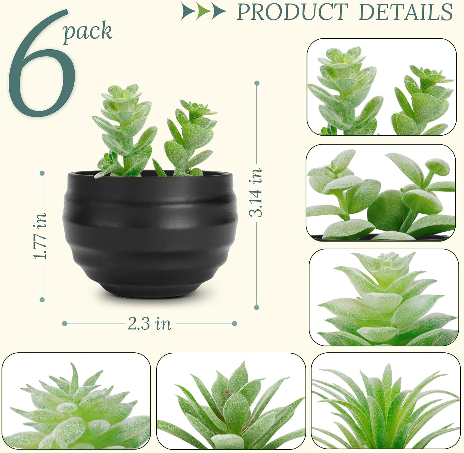 6-Pack Small Succulent Potted Plants