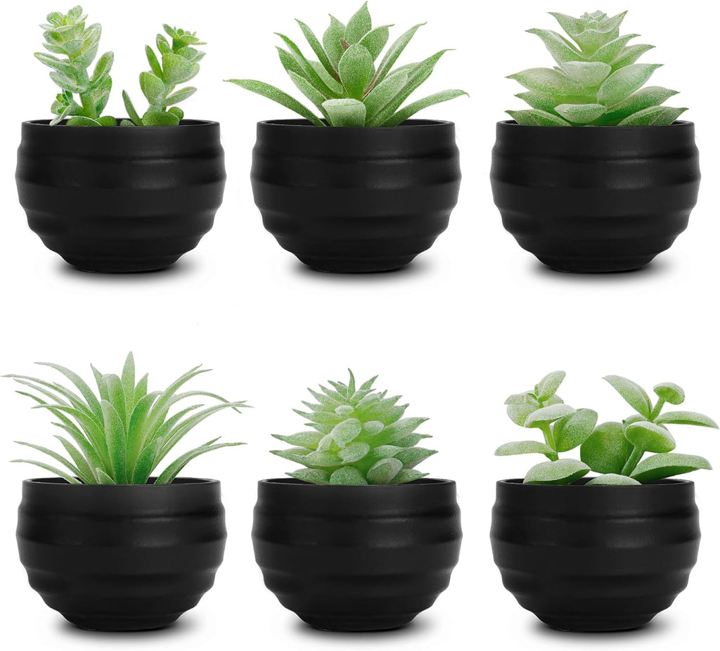 6-Pack Small Succulent Potted Plants