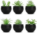 6-Pack Small Succulent Potted Plants