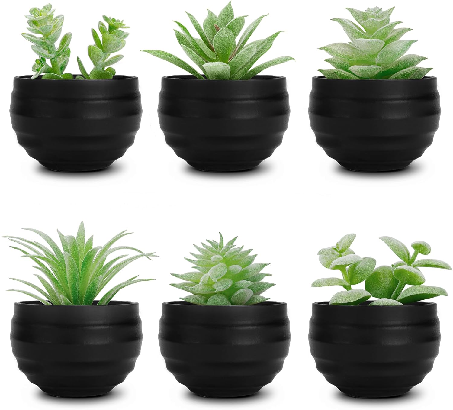 6-Pack Small Succulent Potted Plants