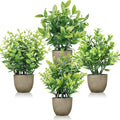4-Pack Small Potted Plants